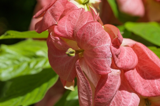 Fleurs Nanthawan Aout 2010-002